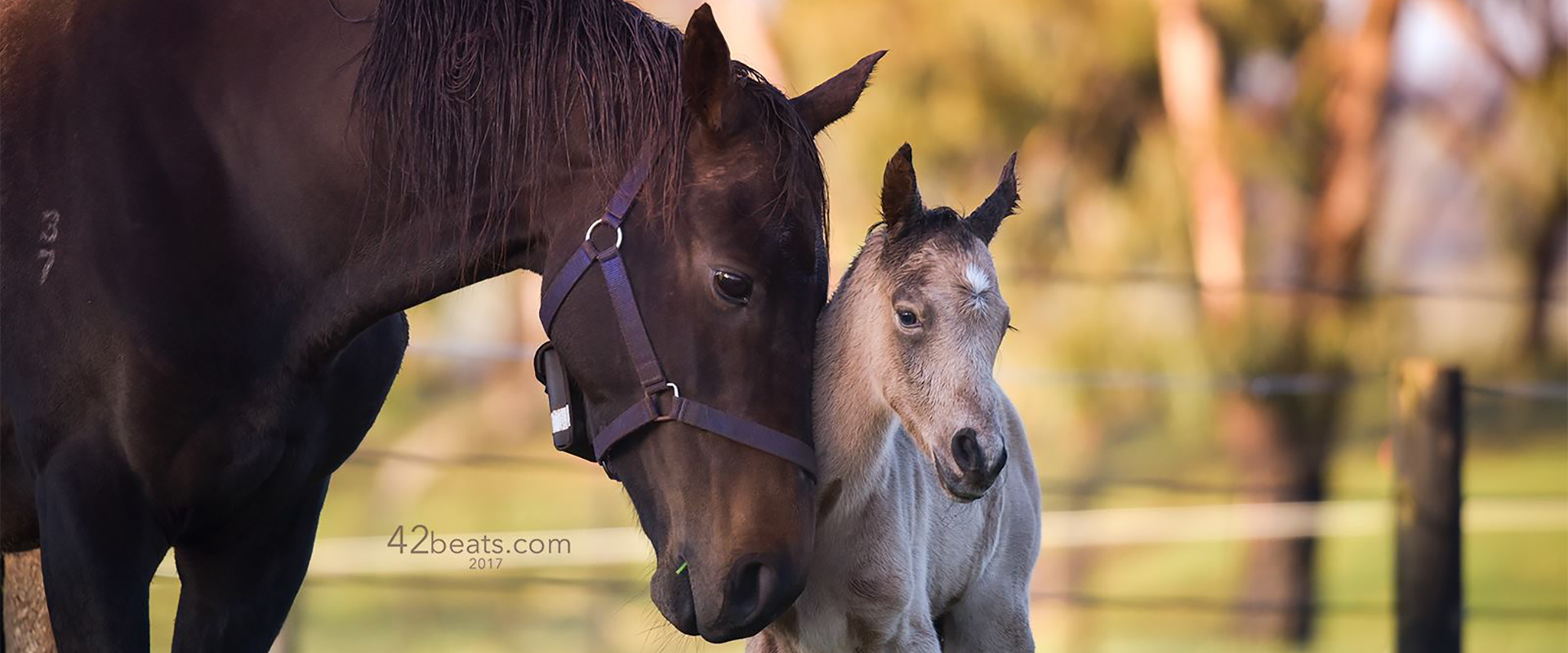 Home Belles Equine Rehabilitation